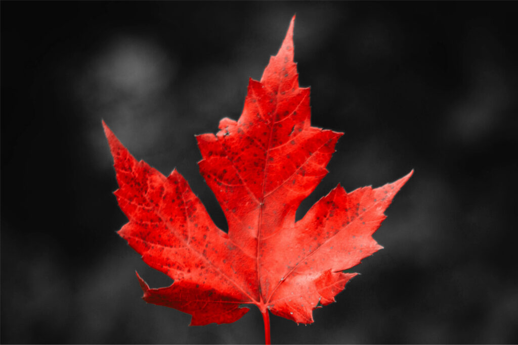 Maple leaf in focus