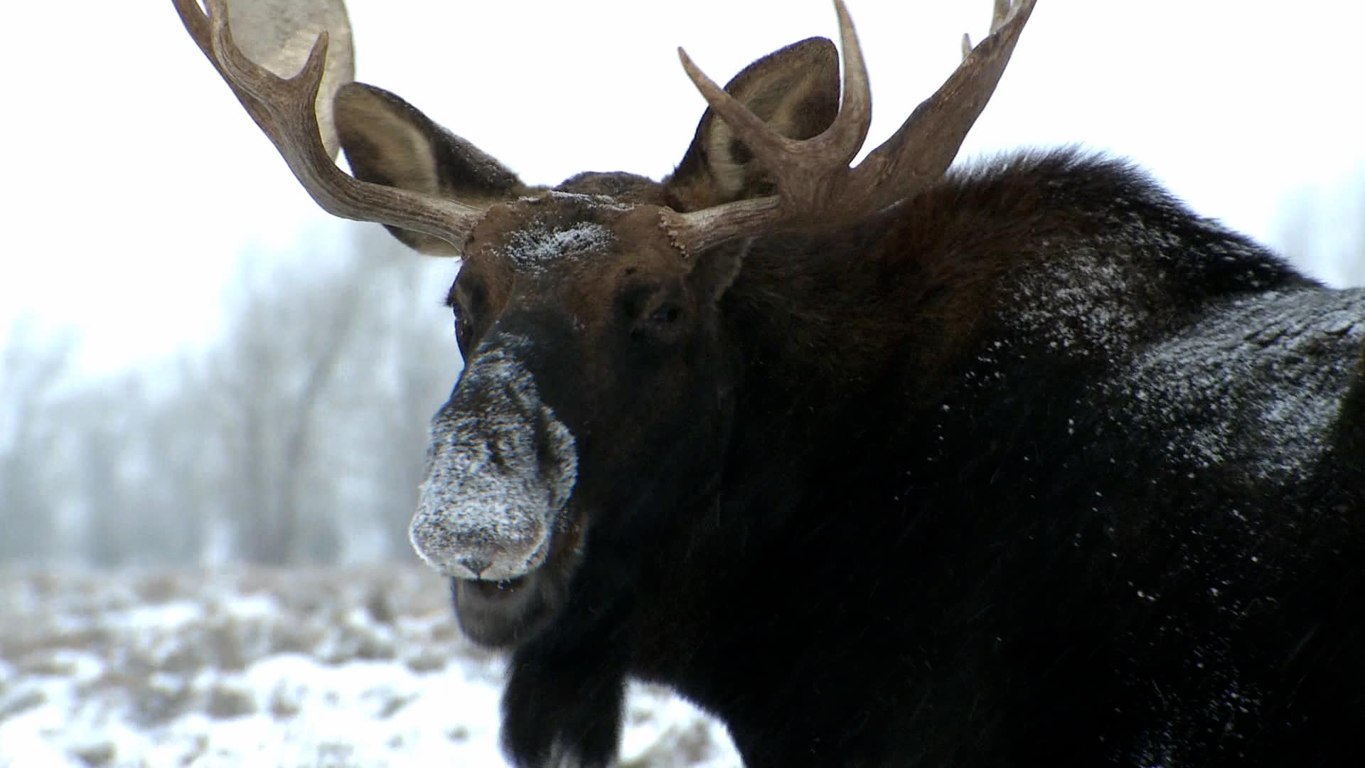 A talking moose, looking at the camera disapprovingly